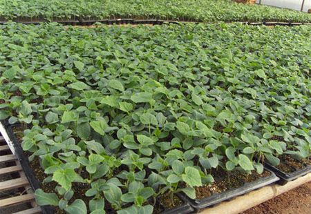 常年預(yù)定黃瓜苗，嫁接黃瓜苗