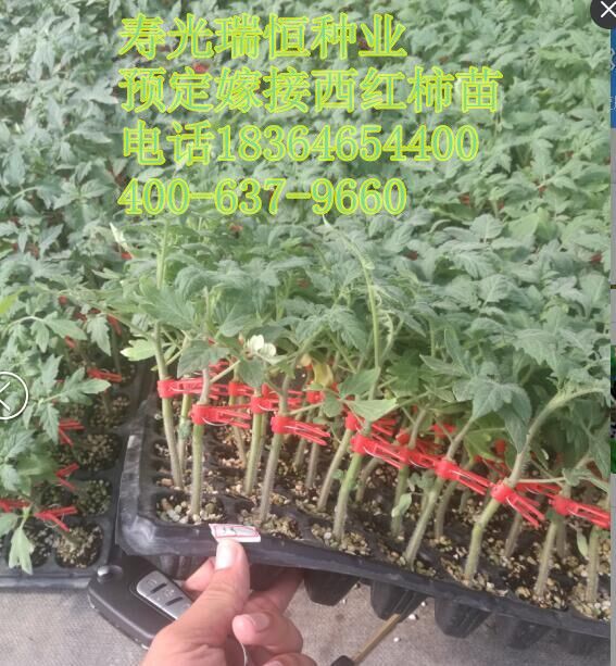 常年預(yù)定西紅柿苗，嫁接西紅柿苗