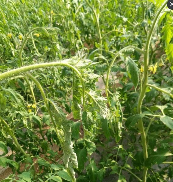 連續(xù)陰天霧霾天氣，西紅柿急性萎焉怎么預(yù)防？