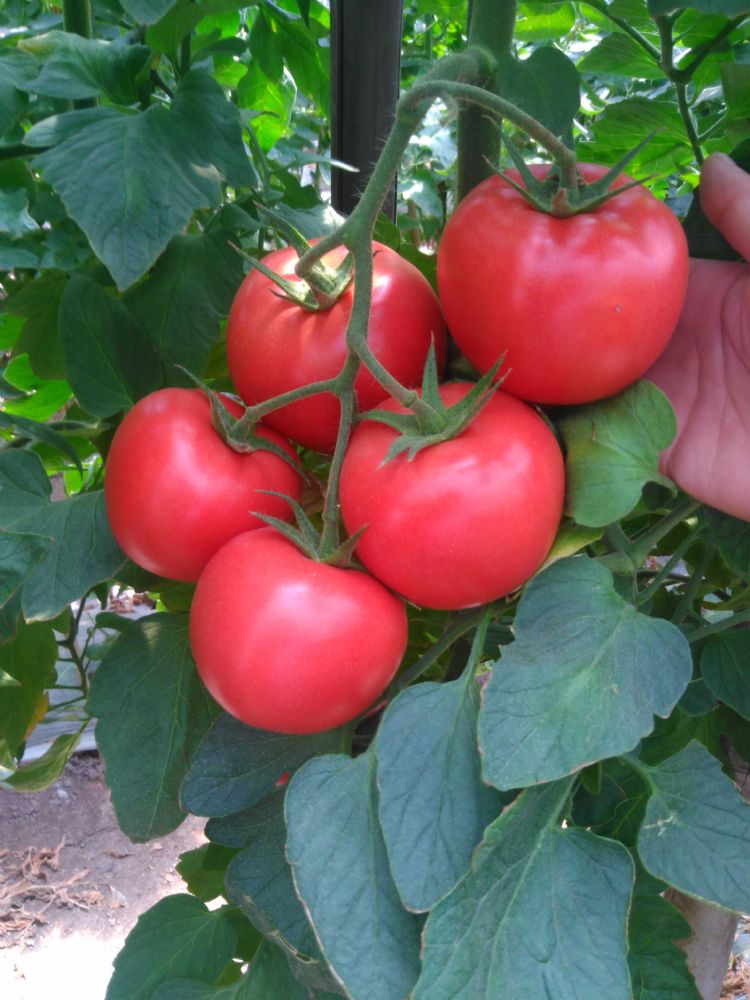 露天高產(chǎn)王