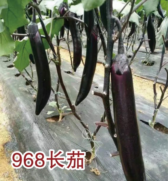 968長(zhǎng)茄